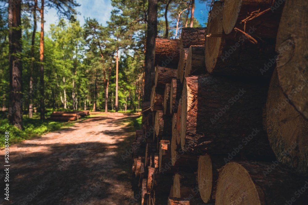 Sticker Pile of pine wood logs in a forest in sunny weather in a rural area