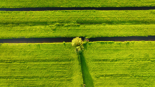 Aerial view of green field. Netherlands. Canals with water for agriculture. Fields and meadows. Landscape from a drone.