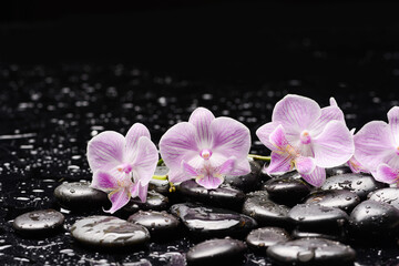 still life of with lying on 
branch orchid and zen black stones wet background
