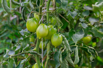Green tomatoes on a bush in a greenhouse. Cherry tomatoes.