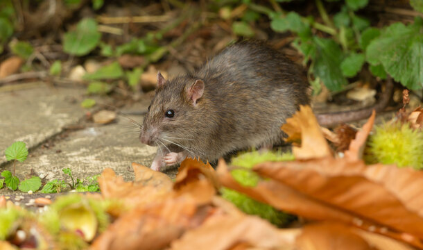 Close up of a wild brown rat in Autumn, foraging for bird seed in a garden.  Facing left.  Scientific name: Rattus norvegicus.  Horizontal. Copy space