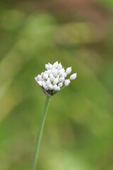 Vertical closeup of a Mouse garlic plant growing in a green field