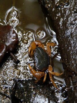 Top view of a Japanese Freshwater Crab (Geothelphusa dehaani) in a muddy pond