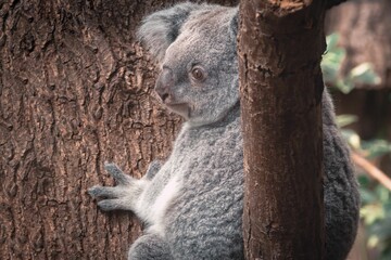 Closeup of a cute koala sitting on a tree during the daytime