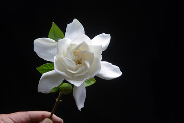 Beautiful white gardenia with leaves on black background