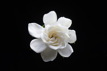 White gardenia with leaves on black background