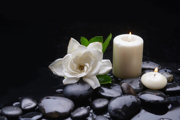 Still life of with two white  gardenia and zen black stones ,wet background