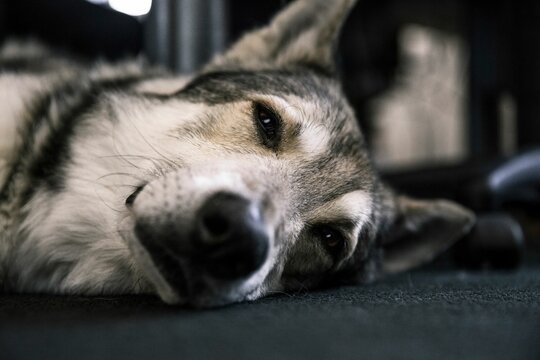 Focus shot of a Saarloos Wolfdog laying down on the ground.