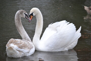 Swans in their natural environment.