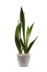 Isolated sansevieria in a white pot. Keeping plants indoors concept.