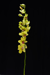 Elegant branch  orchid isolated on a black background, with copy space