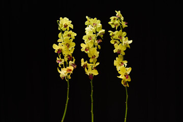 Elegant branch three orchid isolated on a black background,