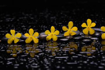 still life of with 
 yellow orchid , and zen black stones wet background
