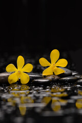 spa still life of with 
yellow orchid, zen black stones wet background
