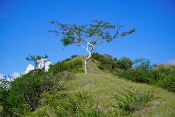 árbol con tronco blanco