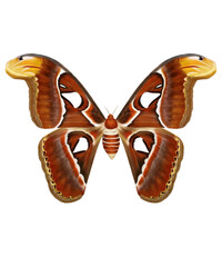 Saturniidae_Atlas Moth