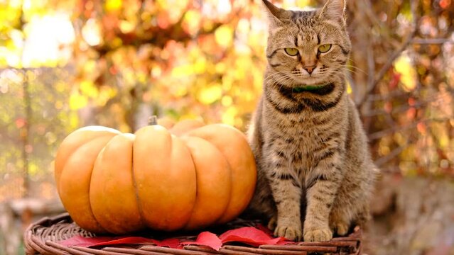 Cute stripped grey cat sitting and looking around near ripe orange ginger beautiful pumpkin for thanksgiving day and halloween. High quality 4k footage