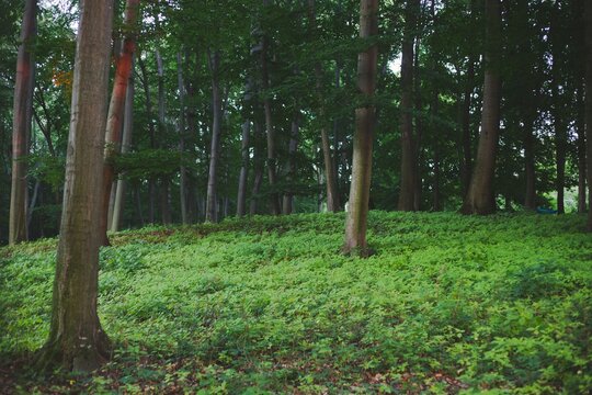 Forest near Csesznek, Hungary in the Bakony with green trees and grass