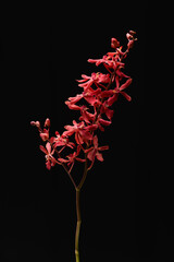 branch red  orchid isolated on a black background, with copy space
