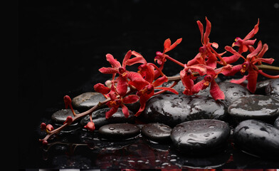 spa still life of with lying on 
branch orchid and zen black stones wet background
