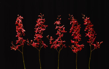  branch red  orchid isolated on a black background