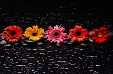 Foto op Plexiglas still life of with  sunflower and zen black stones ,wet background  © Mee Ting