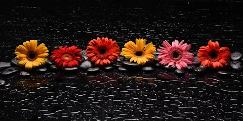 Foto op Plexiglas still life of with  sunflower and zen black stones ,wet background  © Mee Ting