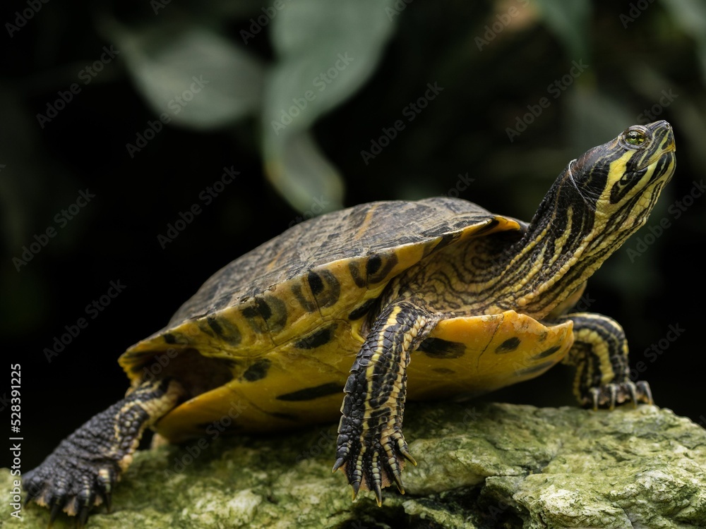 Poster yellow-bellied slider (trachemys scripta scripta) turtle standing on a rock in closeup