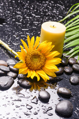 still life of with 
sunflower ,candle, palm and zen black stones ,wet background

