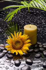 still life of with
sunflower ,candle, palm and zen black stones ,wet background
- 528391258