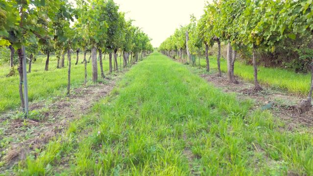 Austrian Weinviertel vineyards in autumn