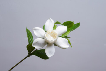 white gardenia with leaf isolated on gray background - 528391611