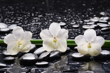 Fototapeta na wymiar still life of with white orchid on zen black stones and long leaves on wet background