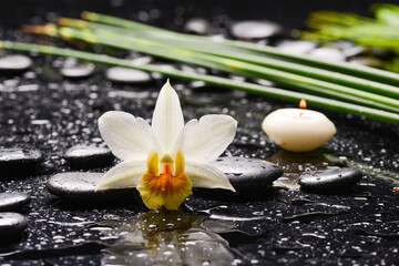 still life of with white orchid with candle on zen black stones and long leaves on wet background