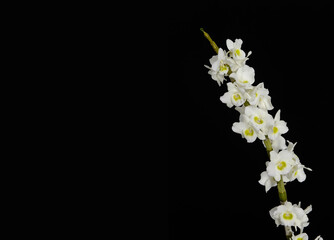 branch tropical white orchid flower with stem on white background with copy space