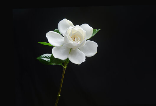 white gardenia with leaf isolated on black background