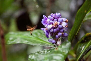 Macro shot of a bee flying near a Hawaiian tropical purple  flower with a blur background