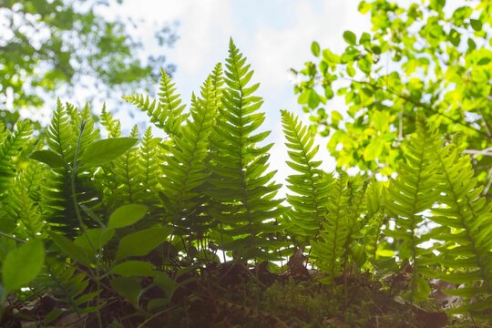 Closeup shot of lush vegetation with eatable Polypodium vulgare with a blur background