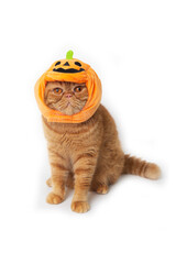 Scottish fold cat wearing pumpkin hat for Halloween celebration.