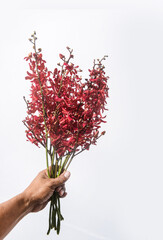 Hand holding Red orchid flower branch bloom on white background