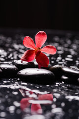 Still life of with 
red orchid with zen black stones on wet background
