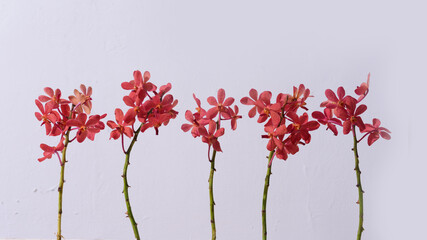 Five red orchid flower branch bloom included clipping path on gray background