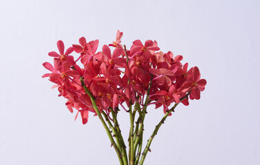 Set of red orchid flower branch bloom included clipping path on gray background