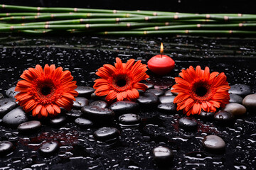 Still life of with 
Three red flower ,candle, bamboo grove and zen black stones ,green palm wet background
