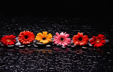 Still life of with 
Six flower and zen black stones on wet background
