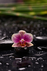 Still life of with 
Pink orchid ,bamboo stem and zen black stones on wet background,
