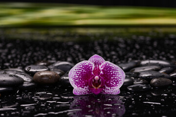 Still life of with 
orchid ,green long leaves and zen black stones on wet background,
