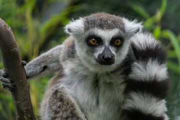 Fototapeta premium Striped Lemur holding a tree branch in closeup