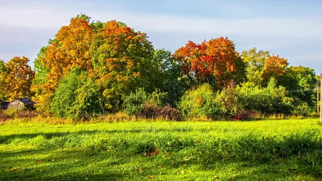 Time lapse of trees and leaves changing seasons. Nature landscape