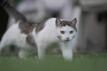 Aegean cat's concentrated stare in the distance outdoors - obrazy, fototapety, plakaty